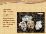 Трю́фель  Лат.  Tuber) — род сумчатых грибов с подземными клубневидными мясистыми плодовыми телами.