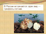 В России встречается один вид — трюфель летний. 