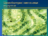 Цианобактерии( сине-зеленые водоросли