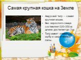 Самая крупная кошка на Земле. Амурский тигр – самая крупная кошка. Вес взрослого самца составляет 320-350 кг, длина достигает до 3 м. Тигр имеет отменную шубу и широченные лапы.