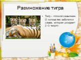 Размножение тигра. Тигр – плохой семьянин. О потомстве заботится самка, которая рождает 2 -3 тигрят.