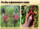 Бобы эфиопского кофе