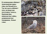 В заповеднике обитают такие редкие виды птиц как белый гусь. Так же здесь обитают гаги, исландские песочники, тулесы, бургомистры, вилохвостые чайки, длиннохвостые поморники, белые совы.