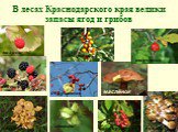 В лесах Краснодарского края велики запасы ягод и грибов. малина ежевика лисички облепиха боярышник шиповник маслёнок лещина барбарис опята
