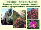 Черноморское побережье Кавказа благодаря тёплому климату украшает пышная субтропическая растительность