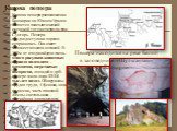 Капова пещера. Капова пещера расположена в Башкирии на Южном Урале и является палеолитической стоянкой того же периода, что и Сунгирь. Пещера труднодоступна и хорошо сохранилась. Она имеет множество залов и этажей. В 300м от входа найдено очень много рисунков животных периода палеолита – мамонтов, ш