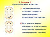3. Анафаза II (фаза расхождения хромосом). 1) Деления центромеры, хроматиды становятся самостоятельными хромосомами (сестринские); 2) Нити веретена деления сокращаются и растаскивают за центромеры хромосомы к противоположным полюсам.