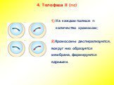 4. Телофаза II (nc). 1) На каждом полюсе n количество хромосом; 2)Хромосомы деспирализуются, вокруг них образуется мембрана, формируются ядрышки.