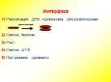 Интерфаза 1) Репликация ДНК -хромосома двухроматидная: 2) Синтез белков 3) Рост 4) Синтез АТФ 5) Построение органелл. репликация