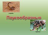Паукообразные скорпион тарантул