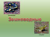 Земноводные лягушка саламандра