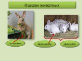 крольчонок крольчиха крольчата Назови животных