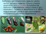 Бабочки при изменении окраски среды могут менять окраску. Опыты ученых показали, что гусеницы большинства бабочек (крапивницы, капустницы и др.) изменяют окраску в зависимости от фона окружающей среды и при окукливании получаются различно окрашенные куколки.