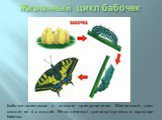 Жизненный цикл бабочек. Бабочки-насекомые с полным превращением. Жизненный цикл состоит из 4-х стадий. Яйцо-личинка( гусеница)-куколка и взрослая бабочка.