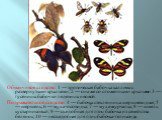Обманчивое сходство: 1 — тропическая бабочка каллима с развернутыми крыльями; 2 — она же со сложенными крыльями 3 — гусеницы бабочки пяденицы ивовой. Подражательное сходство: 4 — бабочка стеклянница шершневидная; 5 — шершень; 6 — муха-осовидка; 7 — муха-журчалка; 8 — шмель кустарниковый; 9 — съедобн