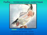 Рыбы – позвоночные животные. Скелет – опора организма, защищает внутренние органы от механических повреждений