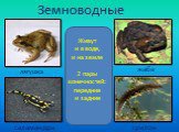 Земноводные. Живут и в воде, и на земле 2 пары конечностей: передние и задние. саламандра тритон