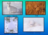 заяц - беляк белая куропатка полярная лисица