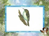 Пищуха — маленькая птица из отряда Воробьинообразных, представитель рода Пищухи. Имеет изогнутый клюв, фигурные коричневые надкрылья, белые подкрылья. Жёсткие хвостовые перья помогают взбираться вверх по стволам деревьев.  Питается преимущественно насекомыми — птица прыгает по стволам деревьев снизу
