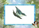 Поползень — небольшая птица из семейства Поползневых. Гнездится в лиственных, хвойных и смешанных лесах, а также в садах и парках населённых пунктов. В поисках корма ловко передвигается по стволам и ветвям деревьев, зачастую даже вверх ногами. Это единственная птица, способная передвигаться по ствол