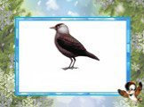 Галка – птица, один из наиболее мелких представителей семейства Вранковых. Галки - птицы с чёрным оперением тела и серебристо-серой шеей. В среднем длина тела галок колеблется от 34 до 39 сантиметров. Питаются галки различными беспозвоночными, мышевидными грызунами, разоряют гнезда мелких птиц, едят