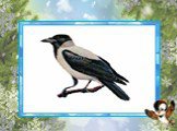 Серая ворона - птица из отряда Воробьиные, семейства Врановые. Крупная птица около 47 см в длину. Окраска тела у нее серая, голова, горло, крылья и хвост черные. Клюв длинный и крепкий. Находят пищу на земле, в том числе в мусоре, ищут падаль, могут разорять гнезда или нападать на раненых и больных 