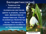 Белоцветник летний. Травянистое многолетнее луковичное растение, цветет в апреле, начале мая. Декоративное лекарственное. Растет на влажных болотистых лугах. Численность сокращается особенно на Черноморском побережье.