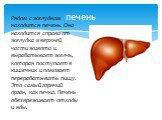 Рядом с желудком находится печень. Она находится справа от желудка в верхней части живота и вырабатывает желчь, которая поступает в кишечник и помогает перерабатывать пищу. Это самый горячий орган, как печка. Печень обезвреживает отходы и яды. печень