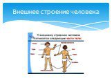 Внешнее строение человека