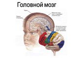 Мозг. Как работает наш организм?