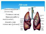 Два воздушных лепестка, Розовых слегка, Важную работу выполняют, Дышать нам помогают.(лёгкие). Лёгкие