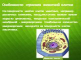 На поверхности многих клеток животных, например различных эпителиев, находятся очень мелкие тонкие выросты цитоплазмы, покрытые плазматической мембраной - микроворсинки. Наибольшее количество микроворсинок находится на поверхности клеток кишечника. Животная клетка