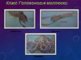 Класс Головоногие моллюски. кальмар каракатица осьминог