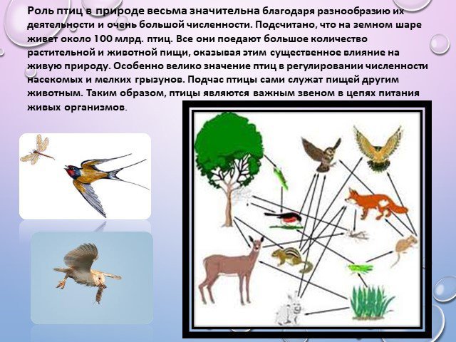 Свойство величина значение птица и велосипед.