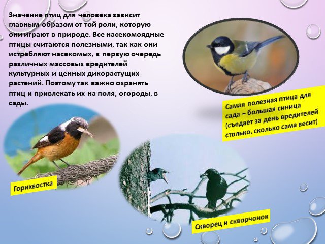 Значение птиц биология 7 класс. Птицы в жизни человека и природы. Роль насекомоядных птиц. Значение птиц для человека. Значение птиц в природе.