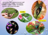 Цветки некоторых тропических растений опыляют птицы колибри и нектарницы, которые, подобно многим насекомым, питаются цветочным нектаром. Нектарницы Колибри