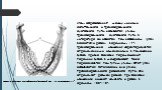 Угол, образованный между линиями сагиттального и трансверзального суставного пути, называется углом трансверзального суставного пути. В литературе он известен под названием «угол Беннета» и равен, в среднем, 17°. Трансверзальные движения характеризуются определенными изменениями в положении зубов. К