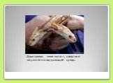 Двухголовая змея-мутант, следствие загрязнения окружающей среды.