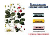 Генеративные органы растений. цветки плоды семена. органы размножения