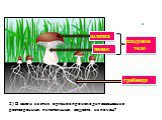 шляпка пенек плодовое тело грибница. 2) В каком из этих органов происходит всасывание растворенных питательных веществ из почвы?