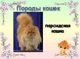 Породы кошек персидская кошка