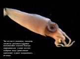 Так же как и осьминог, кальмар питается рачками и другими моллюсками и может быстро передвигаться в воде за счет выброса воды (реактивное движение) и даже выпрыгивать из воды.