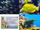 Наверняка ты знаешь, что в морях и океанах живет очень много самой разной рыбы. Рыбки бывают разных расцветок и форм, одни живут у поверхности воды, а другие в глубине. Одни рыбки питаются разными растениями, планктоном, а некоторые поедают другую рыбу.