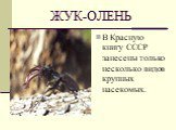 ЖУК-ОЛЕНЬ. В Красную книгу СССР занесены только несколько видов крупных насекомых.