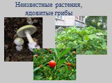 Неизвестные растения, ядовитые грибы