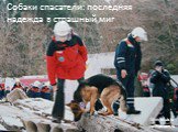 Собаки спасатели: последняя надежда в страшный миг. vashiptitom.ru Mikkyclub.ru