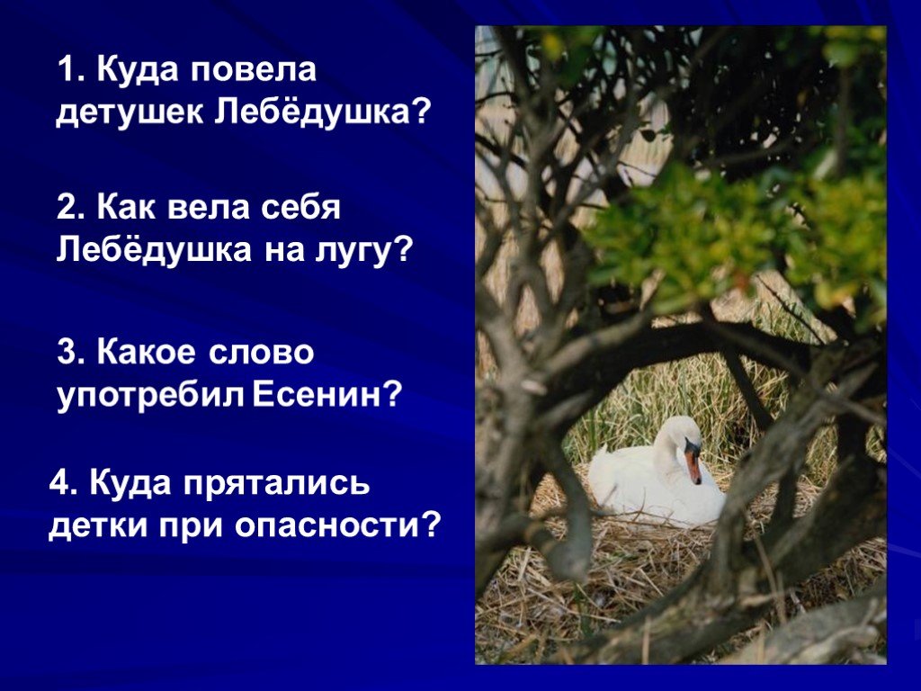 Главная мысль стихотворения лебедушка есенин