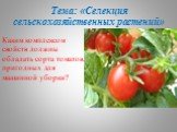 Тема: «Селекция сельскохозяйственных растений». Каким комплексом свойств должны обладать сорта томатов, пригодных для машинной уборки?