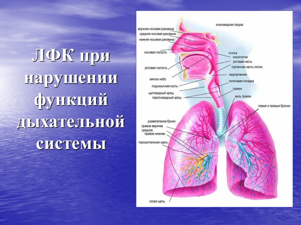 Нарушение дыхательной функции. ЛФК при органах дыхания. ЛФК при заболеваниях органов дыхания. Влияние ЛФК на дыхательную систему. ЛФК при патологии органов дыхания.