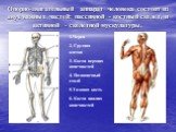 Опорно-двигательный аппарат человека состоит из двух важных частей: пассивной - костный скелет, и активной - скелетной мускулатуры. 1.Череп 2. Грудная клетка 3. Кости верхних конечностей 4. Позвоночный столб 5.Тазовая кость 6. Кости нижних конечностей